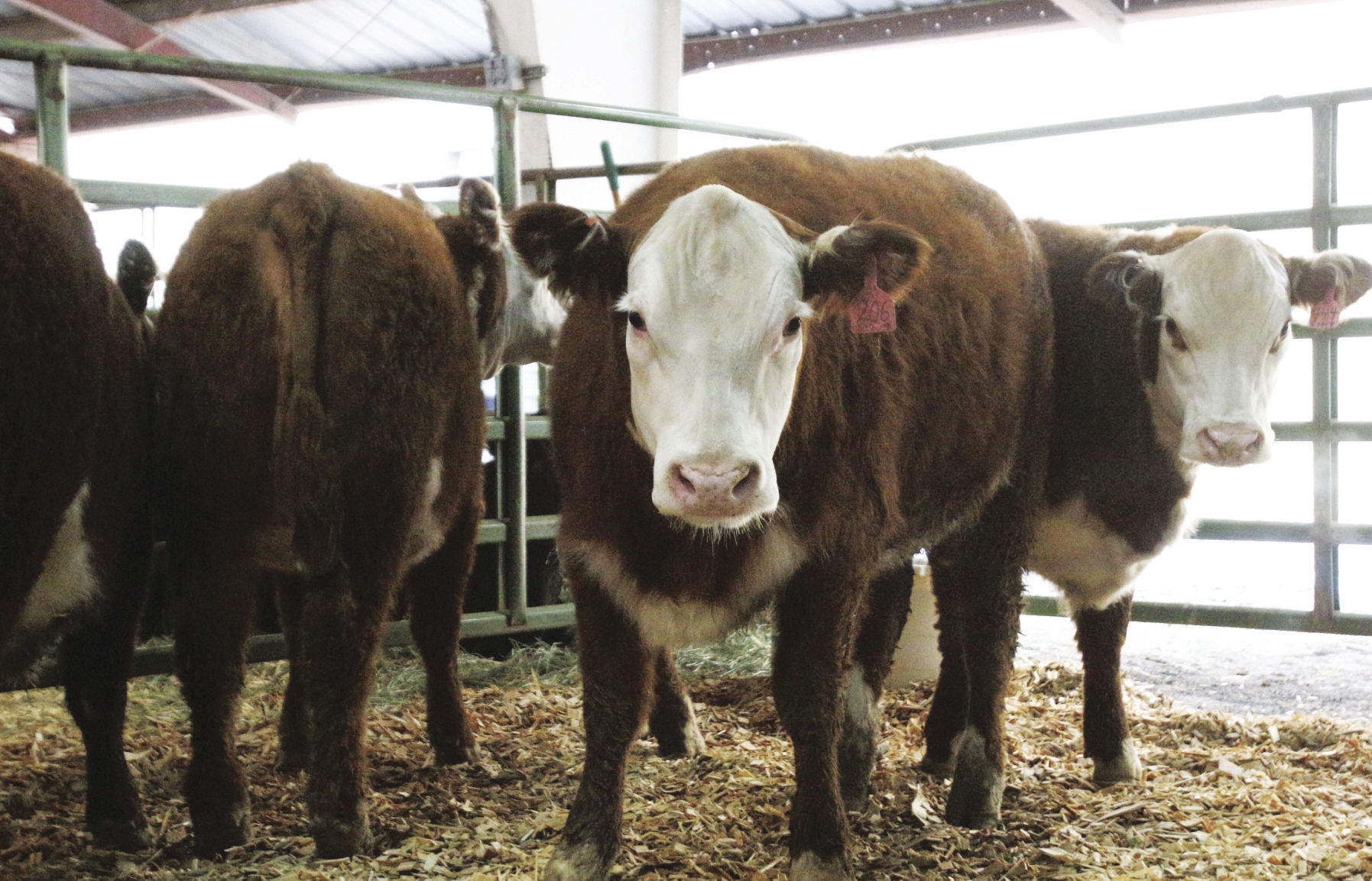 A 'cattle community': Bull, horse sale celebrates 60 years